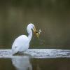 aigrette D81_6470