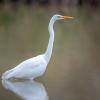 aigrette D81_6487