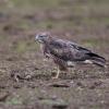 buse variable D81_6757