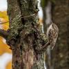 grimpereau des bois D81_6793