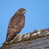 buse variable D81_7170