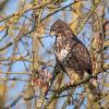 buse variable D81_7260