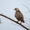 buse variable D81_7408
