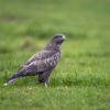 buse variable D81_7422