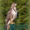 buse variable D81_7709