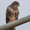 buse variable D81_7860