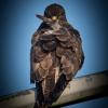 buse variable D81_8132