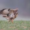 buse variable D81_8195