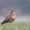 buse variable D81_8204