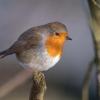 rouge gorge D81_9183