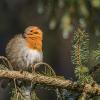 rouge gorge D81_9478
