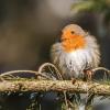rouge gorge D81_9515