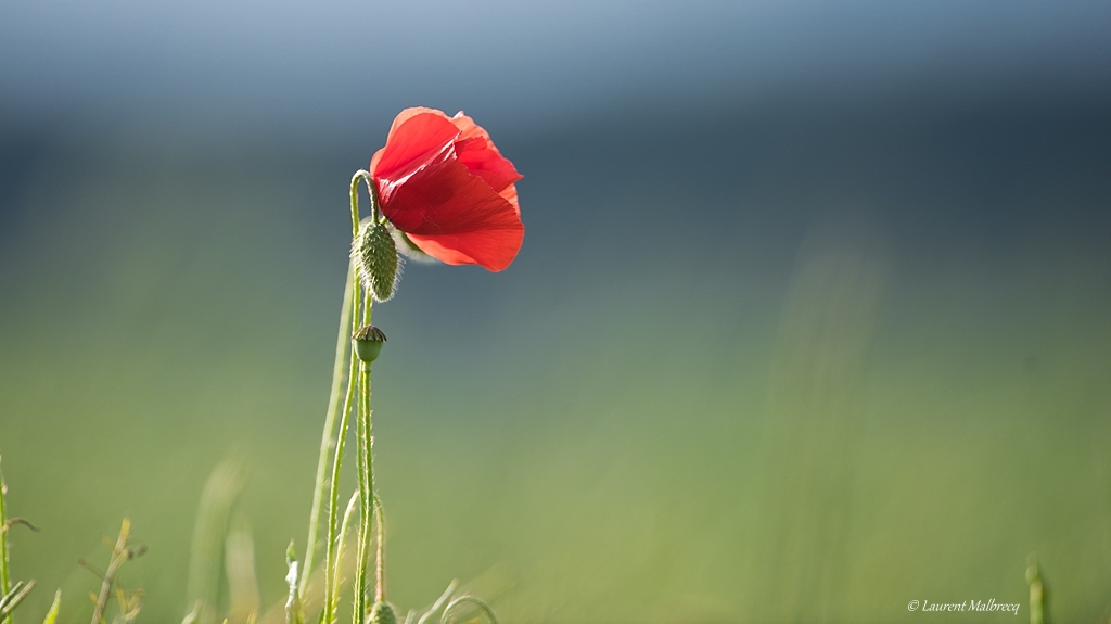 champs de coquelicots D82_0613