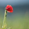 champs de coquelicots D82_0613