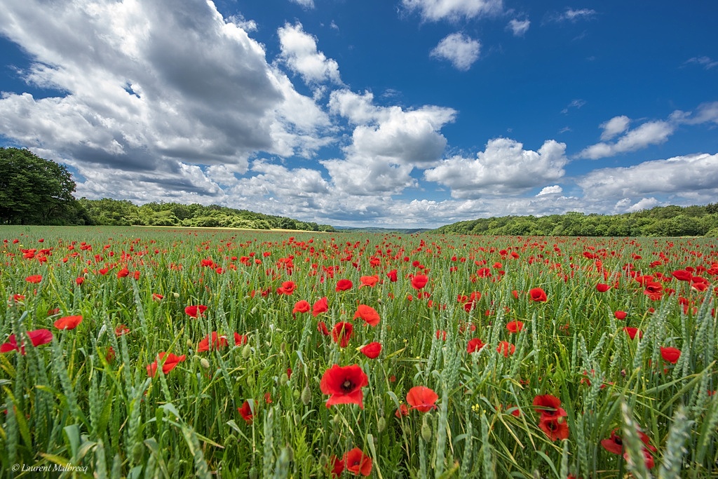 champs de coquelicots D82_0669