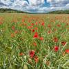 champs de coquelicots D82_0680