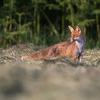 renard D82_0782