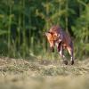 renard D82_0787