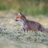 renard D82_0813