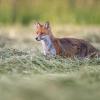 renard D82_0819
