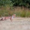 renard D82_0966