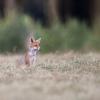 renard D82_0968