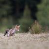 renard D82_0970