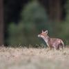 renard D82_0972