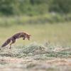 renard D82_1026
