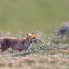 renard D82_1042