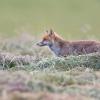 renard D82_1047