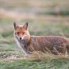 renard D82_1105