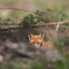 renard D82_1329