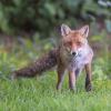renard D82_1526