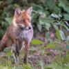 renard D82_1533-2