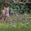 renard D82_1533