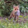 renard D82_1535