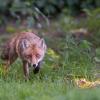 renard D82_1540