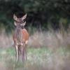 biche  et faon D82_1607