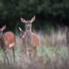 biches  et faon D82_1613