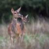 biche  et faon D82_1614