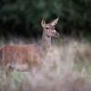 biche  D82_1615