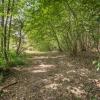 sous bois D82_1675
