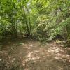le sous bois D82_1680