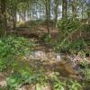 les souilles a sangliers D82_1695