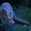 renard du soir D82_1868