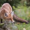 renard D82_1869-2