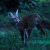 renard D82_1912-2