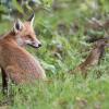 renard D82_1917