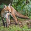 renard D82_1969